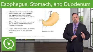 Foregut Development Esophagus amp Stomach – Embryology  Lecturio [upl. by Anatol]