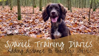 Gundog Training  Stop whistle adding distance [upl. by Neraa]