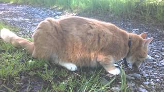 My cat catches a mouse and eats it [upl. by Aminta989]