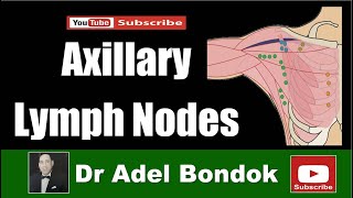 Axillary Lymph Nodes Dr Adel Bondok [upl. by Thanos]