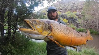 BIGGEST FISH I’VE EVER SEEN State Record Tiger Trout [upl. by Julissa]