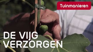 Vijg Ficus carica verzorgen hoe doe je dat  Tuinmanieren [upl. by Yarw]