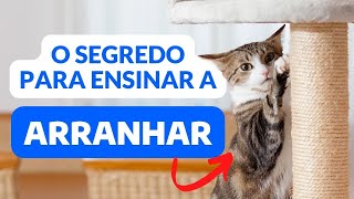 COMO ENSINAR O GATO A USAR O ARRANHADOR  DICAS PARA O GATO PARAR DE ARRANHAR OS MÓVEIS [upl. by Susette]