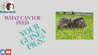 What can you feed your guinea pigs [upl. by Gridley]