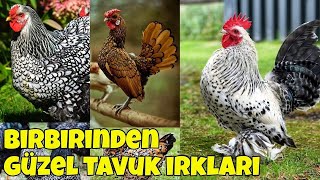 Tüm tavuk ırkları dünya üzerindeki birbirinden değişik 60 tavuk cinsi [upl. by Dupuis]