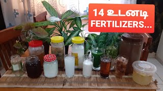 14 Everyday fertilizer for any plants Tamil [upl. by Elli]