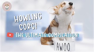 Adorable Corgi Howls While Eating  Awoo Puppy [upl. by Payton89]