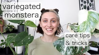 VARIEGATED MONSTERA CARE  Monstera Albo Care Tips amp Tricks [upl. by Newhall]