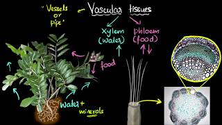 Intro to vascular tissues xylem amp phloem  Life processes  Biology  Khan Academy [upl. by Sinne]