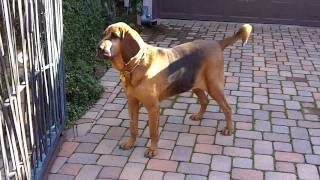 Bloodhound Waiting For The Mailman [upl. by Phillipp]