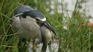 BlackCrowned Night Heron Aukuu Fishing for Dinner [upl. by Atelahs]