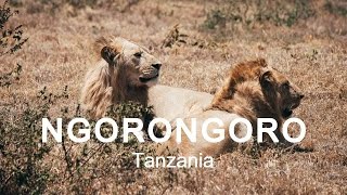 LIONS ATTACK at NGORONGORO CRATER  Tanzania [upl. by Quenna]