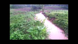 Manejo de agua de lluvias en zanjas de infiltración de línea clave Yanhuitlán Oaxaca [upl. by Showker]