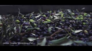 Clemente Emotion Malaxing System  Olive Oil Processing [upl. by Aihsenek]