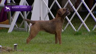 Border Terriers  Breed Judging 2021 [upl. by Oedama963]