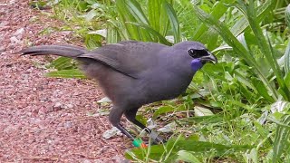 Tiritiri Matangi Island Sanctuary  New Zealand [upl. by Yrol]