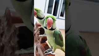 The Adorable Bird That Got Too Cute  putu facts  putu bird cute shorts viral [upl. by Assilana]