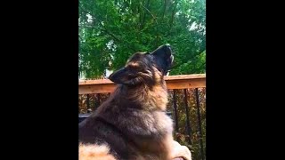 German Shepherd Sounds Almost Human [upl. by Bonnes694]