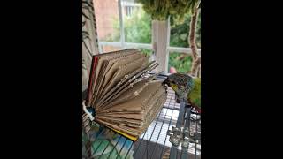 Conure with the Book Worm Parrot Toy [upl. by Anauqed820]