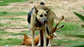 Awesome Rural Dogs  Dog Meeting for the Summer Season in Village [upl. by Kirk157]