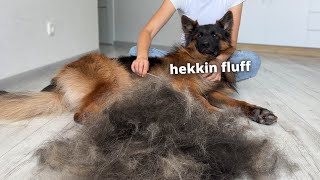 My German Shepherds Home Grooming Routine  ASMR [upl. by Gnehs122]