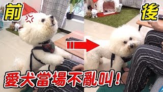 【震撼】三分鐘教會狗狗不亂叫？兇狠愛犬瞬間變超乖巧！『養狗必看』ft完美狗狗訓練師 艾咪【希露弟弟啃雞腿】比熊 貴賓 Bichon Frise Poodle [upl. by Jojo]