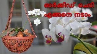 ഓർക്കിഡ് ചെടി എങ്ങനെ നടാം  orchid plant potting [upl. by Lauren]