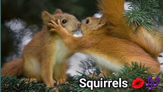 squirrel sounds to make them come to you  squirrel sounds  squirrel calls [upl. by Vitia]