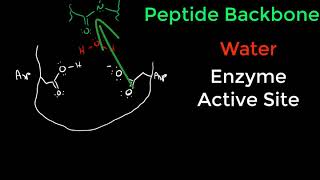 Protease Mechanisms [upl. by Eux771]