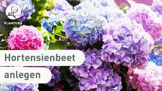 Hortensien im Garten einpflanzen [upl. by Atnohs]