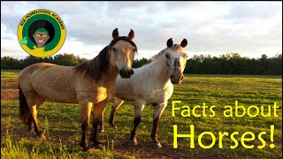 Horse Facts for Kids  All about Horses [upl. by Nahum]