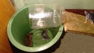 How to Make Bucket Mouse Trap  Simple Homemade Mouse Trap [upl. by Aznaed]