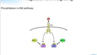 JNK Signaling Pathway Creative Diagnostics [upl. by Abixah]