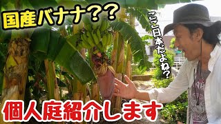 【衝撃！日本産バナナ誕生！】園芸店長がプロではない個人庭紹介します！豊橋でバナナを路地栽培しているバナナマンのところへ突撃訪問！初心者でも庭でバナナを収穫できます japan garden [upl. by Hildegard]