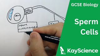 Sperm Cell Adaptations  GCSE Biology  kaysciencecom [upl. by Junna511]