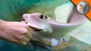 Stingray Feeding Time [upl. by Abla]