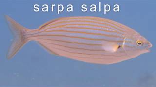 Sarpa Salpa  The Romans Favorite Intoxicating Fish [upl. by Aynekat]