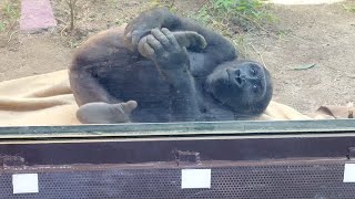 Little Gorilla Kintaro Hangs Out With His Best “Friend”  Gorilla Momotaro Family [upl. by Agata]