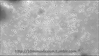 Listeria monocytogenes tumbling motility [upl. by Etnomal11]