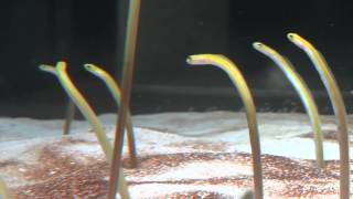 A garden eel finds a new home [upl. by Emeric]