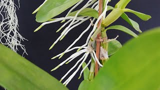 Salvar Orquideas con Oreja de Elefante [upl. by Gautea]