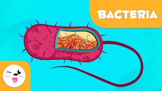 What are bacteria  Science for Kids [upl. by Reis]