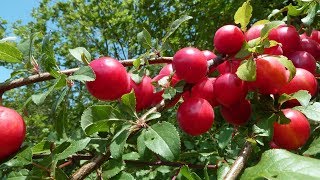 Le prunier un arbre fruitier et ses prunes [upl. by Keely]