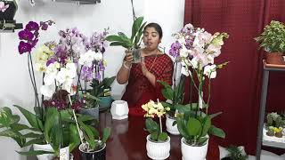 Phalaenopsis orchid caremalayalam language [upl. by Zeuqram]