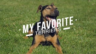 MY FAVORITE TERRIER BREEDS [upl. by Nauqes]