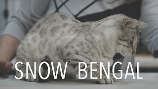 A Snow Bengal at a TICA Cat Show [upl. by Ayekram]