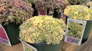 Sedum Sunsparkler® Lime Twister Stonecrop  Amazing brightly colored EASY To GROW Stonecrop [upl. by Isadore]