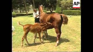 EGYPT ARABIAN HORSE GIVES BIRTH TO TWIN FOALS [upl. by Ugo]