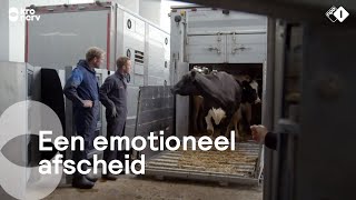 Boer Frans brengt met pijn in zn hart zijn koeien naar de slacht  Onze boerderij [upl. by Shanleigh]