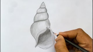 How to Draw a Conch Shell  Sketches of Shells  Easy Drawing [upl. by Schaffer]